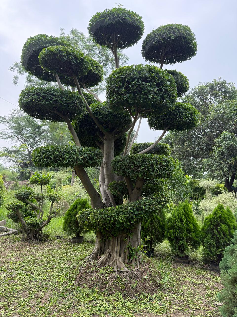 WhatsApp Image 2025-09-01 at 11.38.49 AM