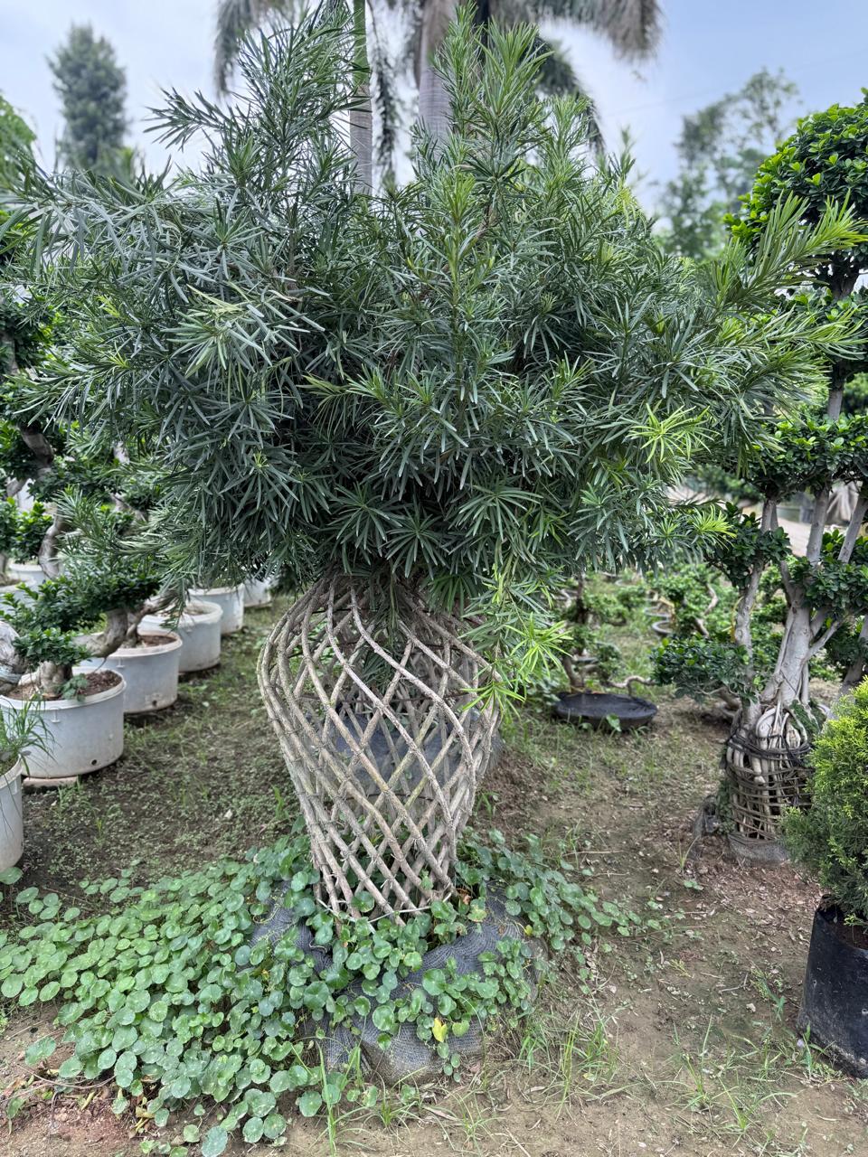 WhatsApp Image 2025-09-01 at 11.38.50 AM (1)