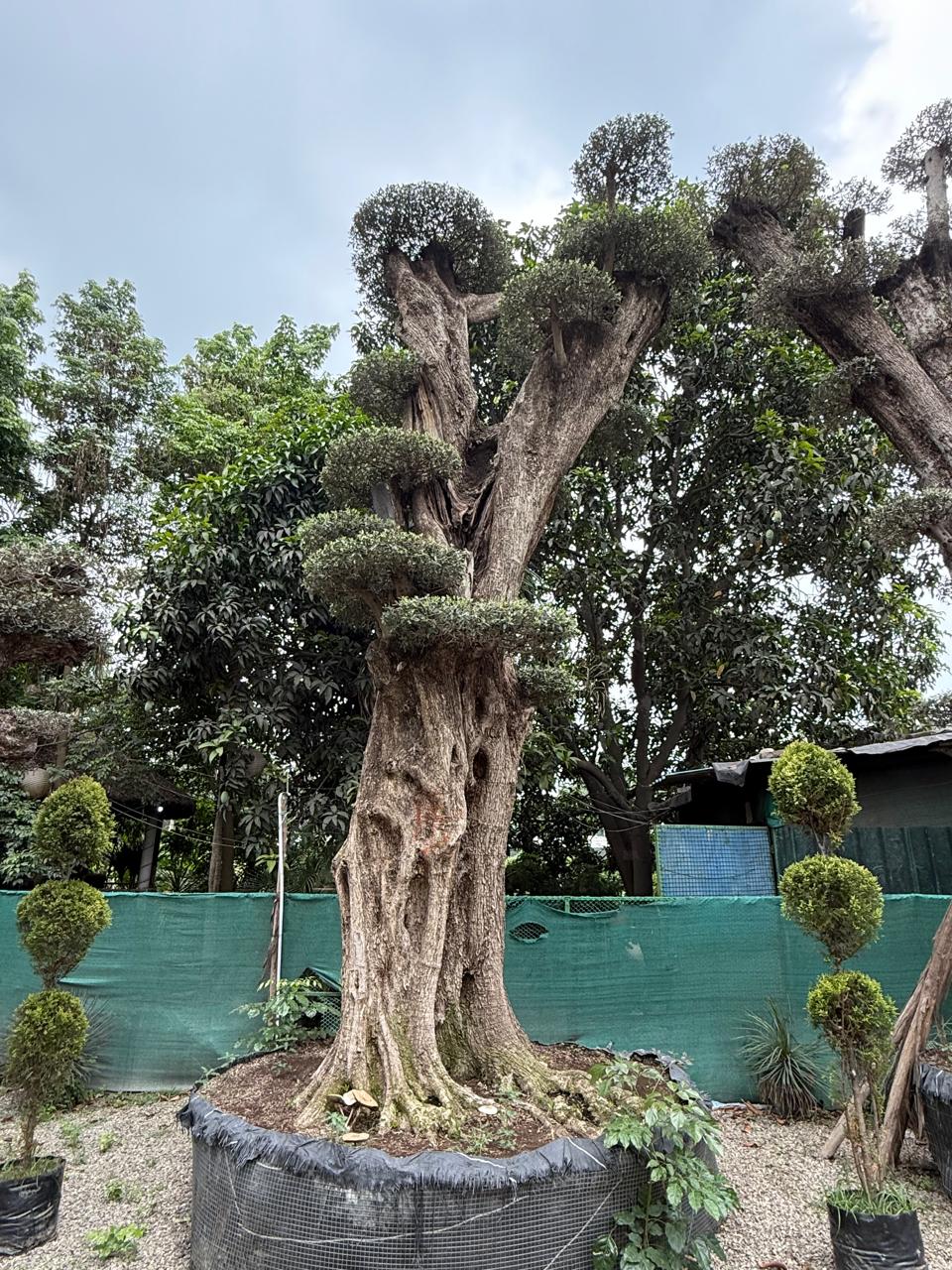 WhatsApp Image 2025-09-01 at 11.38.50 AM