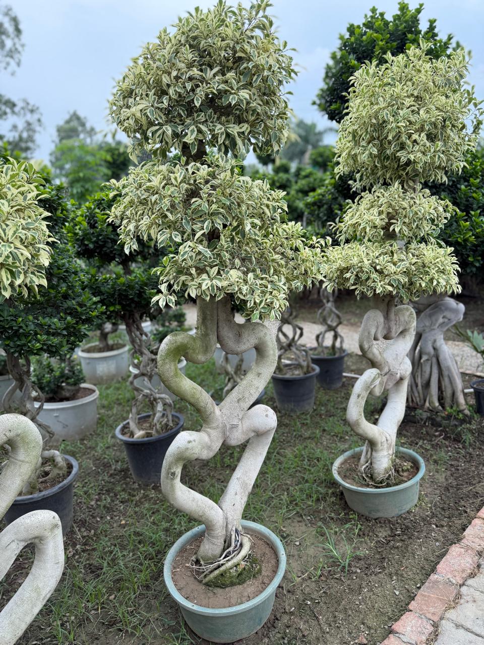 WhatsApp Image 2025-09-01 at 11.38.51 AM